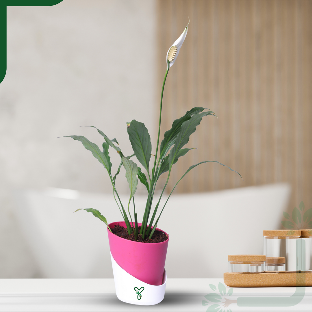 Peace Lily Plant by YoursPlants - Indoor Air Purifier & Elegant Bloom
