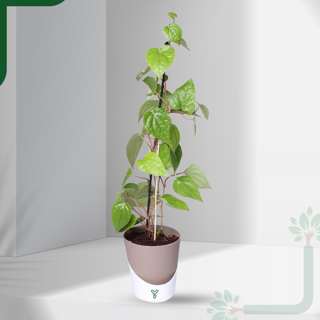 Betel Leaf Plant (Paan) Live by YoursPlants - Medicinal Herb indoor Plants