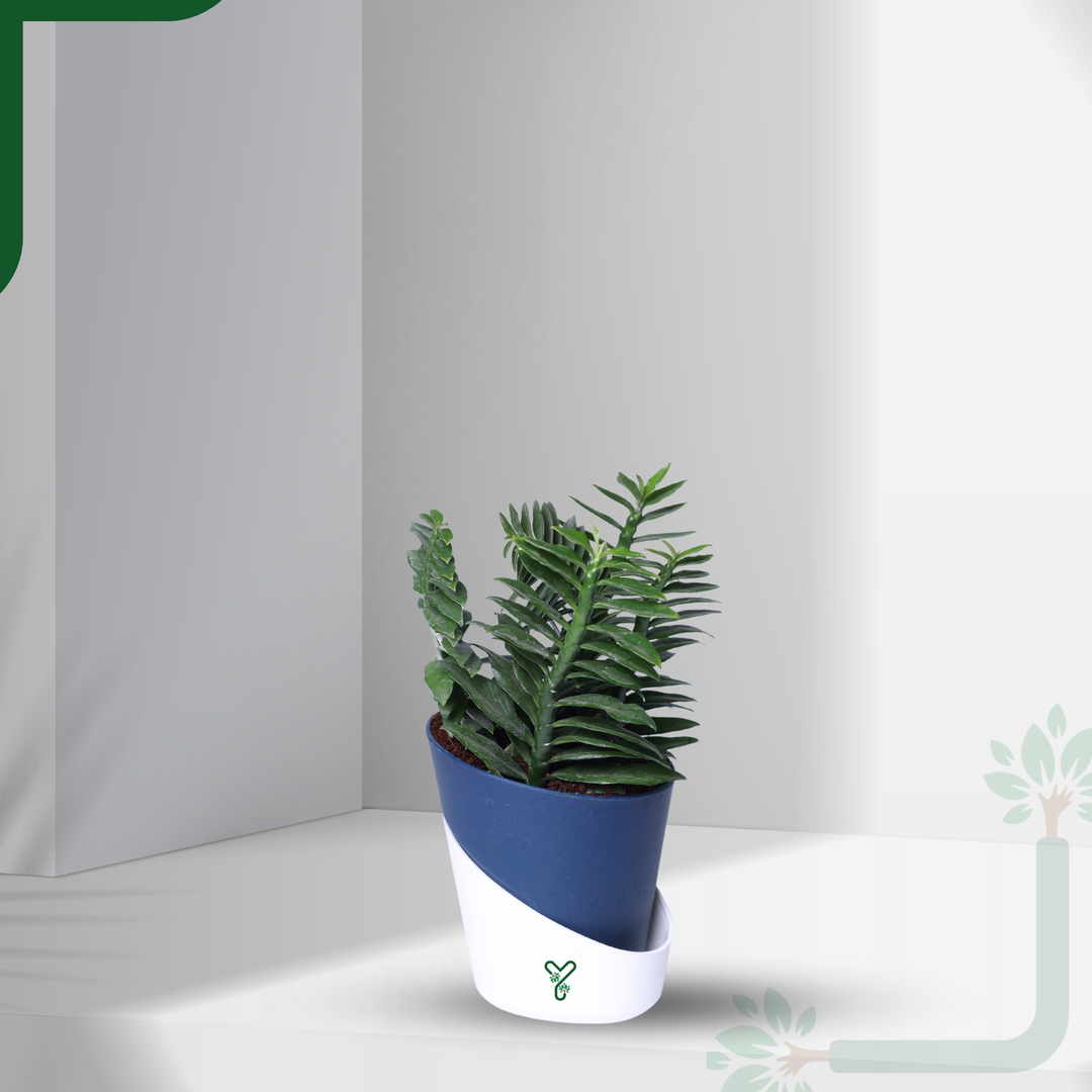 Pedilanthus Green Live Plant - The Indoor Garden Showstopper & Easy-Care Marvel