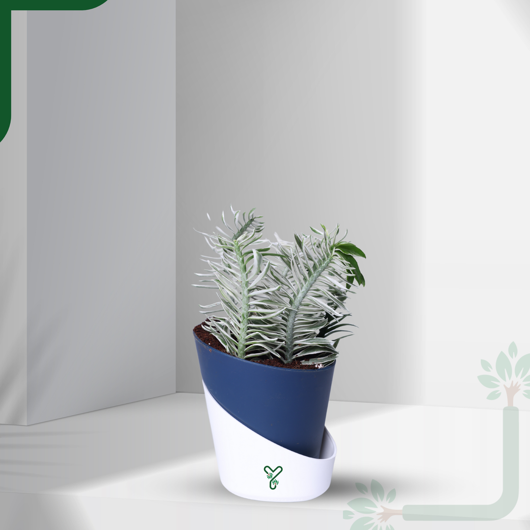 Pedilanthus White Live Indoor Plant - Showstopper & Easy Care
