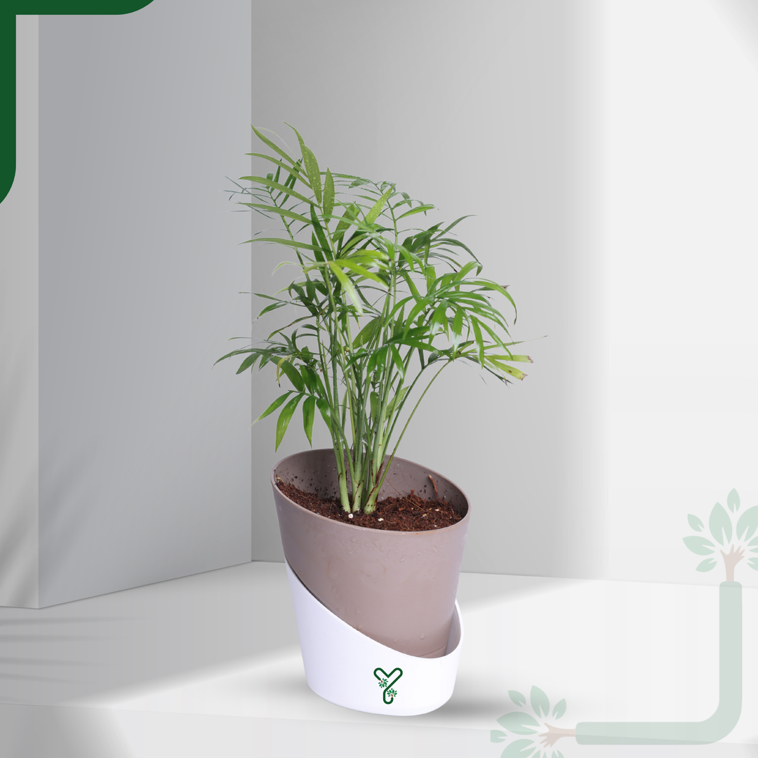 Chamaedorea Palm Live Plant - Air Purifying & Easy Care Indoor Palm
