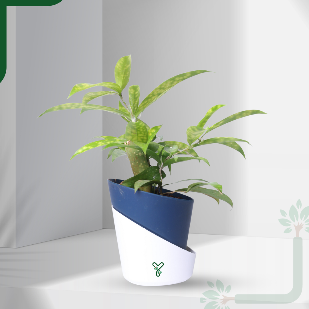 Dracaena My Darling (Golden Milky Way)- Vastu Compliant & Low Maintenance Indoor Plant