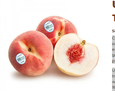 USA White Peach - Family Tree  (2 pcs)