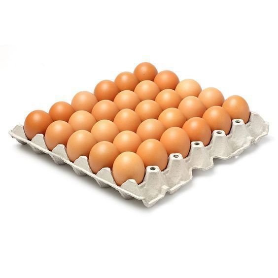 بيض