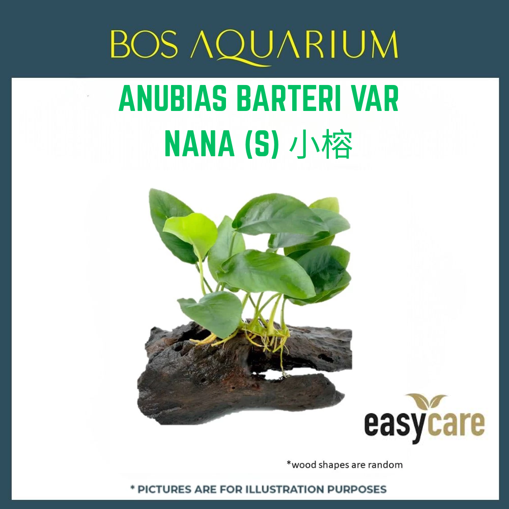 PLANT - ANUBIAS BARTERI VAR NANA (S) 小榕