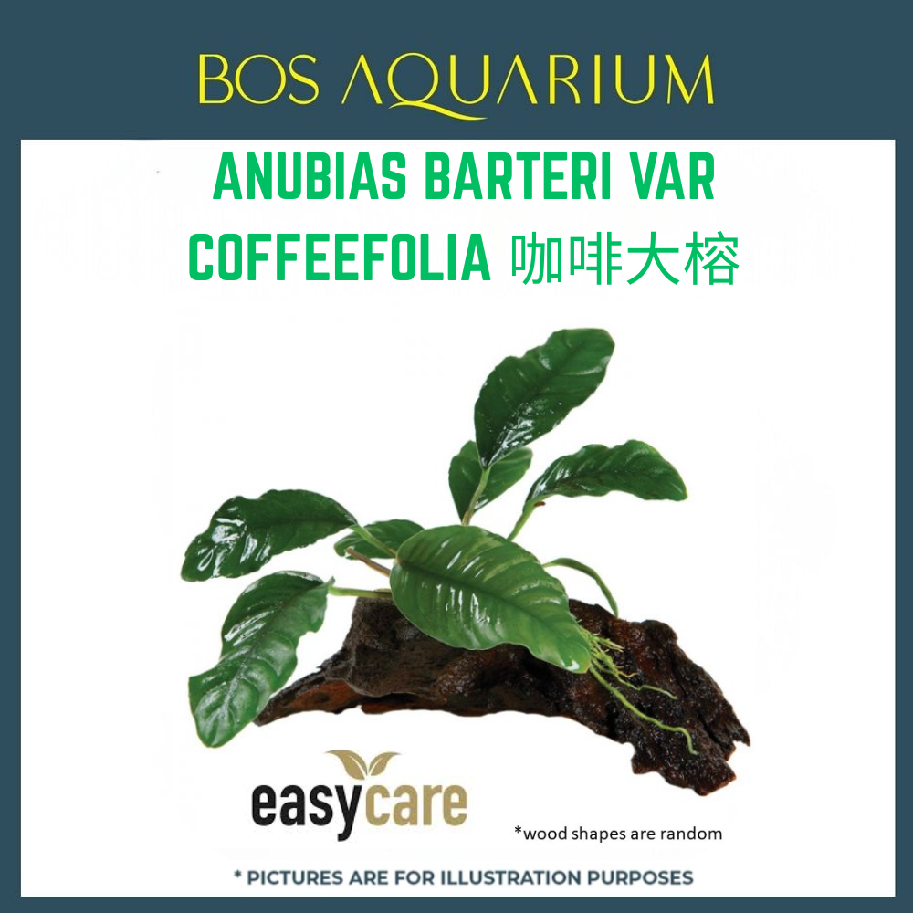 PLANT - ANUBIAS BARTERI VAR. COFFEEFOLIA 咖啡大榕