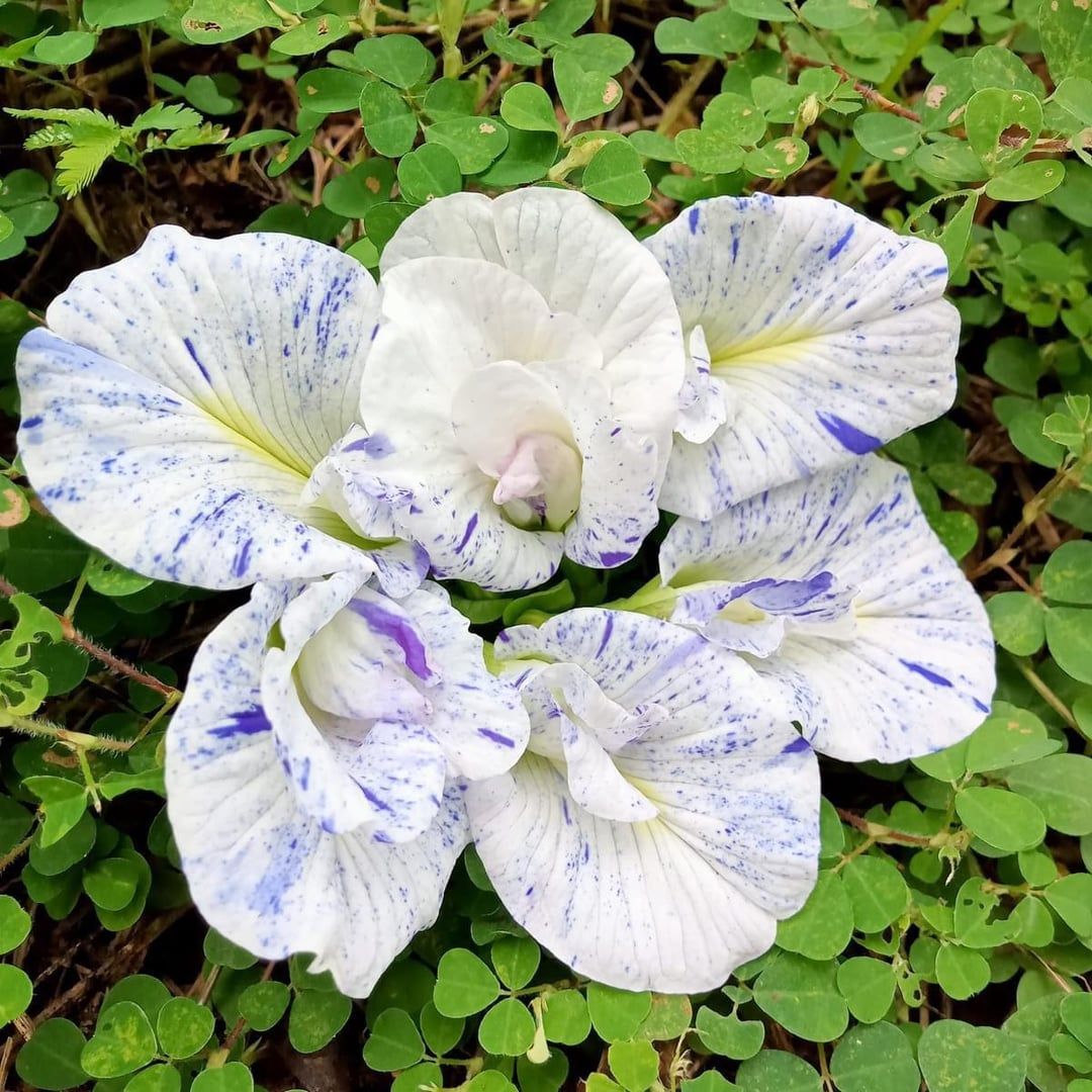 Variegated Butterfly Pea - Seedling