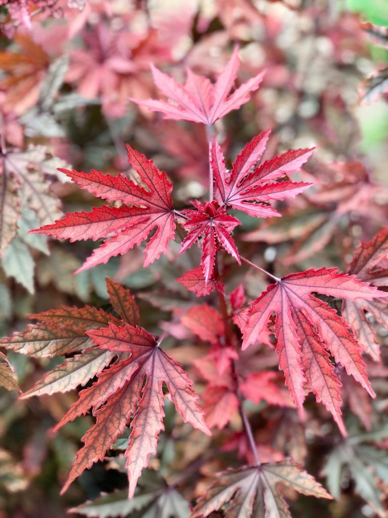 Cranberry Hibiscus - Seedling