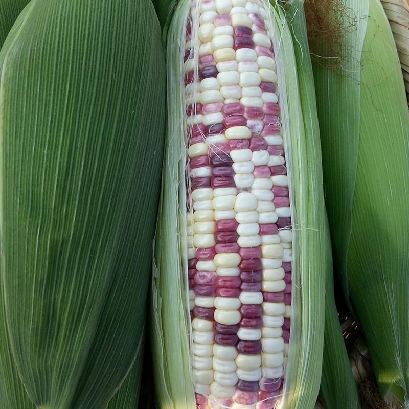 Corn - Seedling 