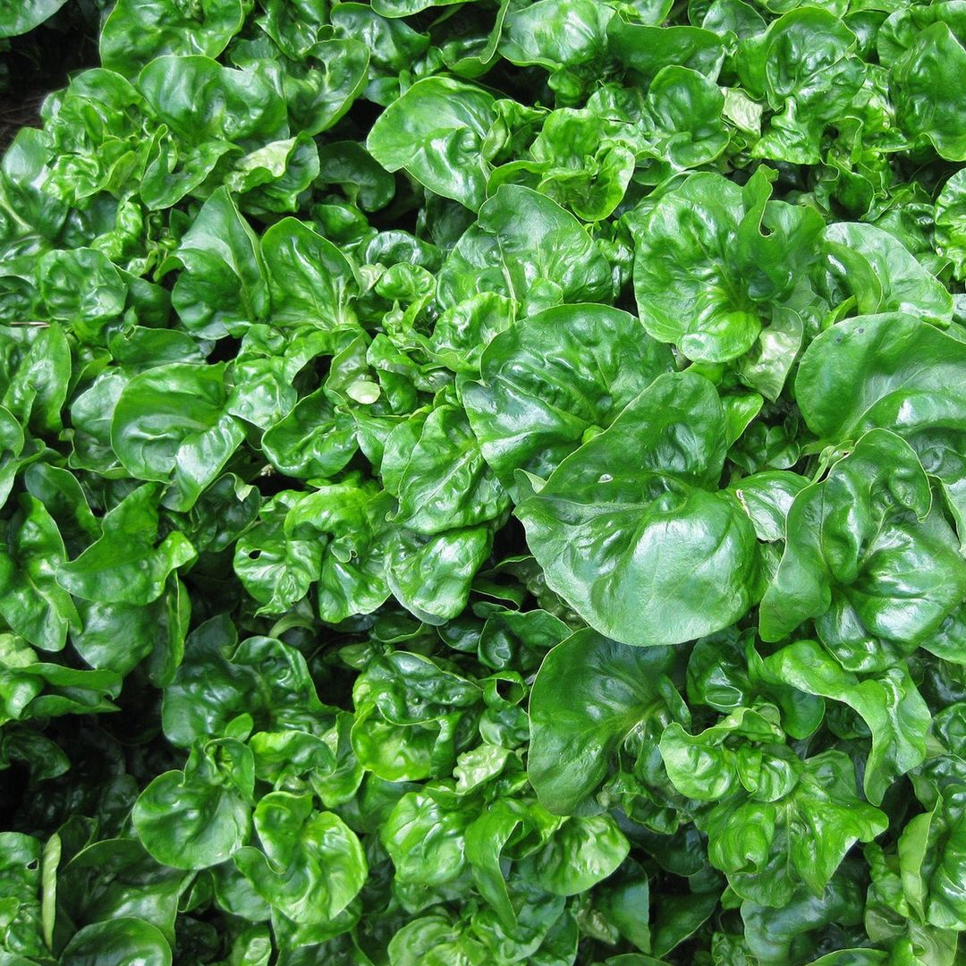 Brazilian Spinach - Seedling 