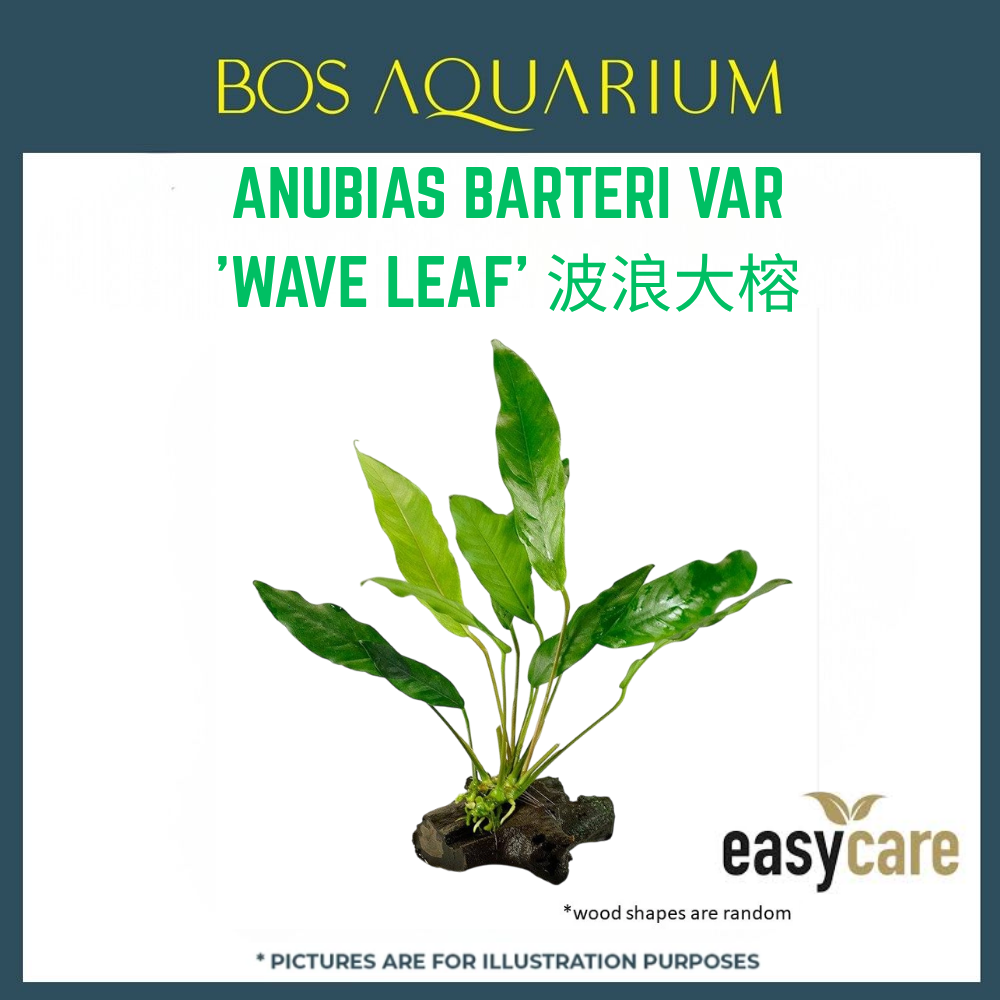 PLANT - ANUBIAS GLABRA 'WAVE LEAF' 波浪大榕
