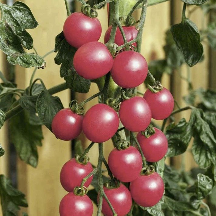 Tomato Raspberry Baby - Seedling 