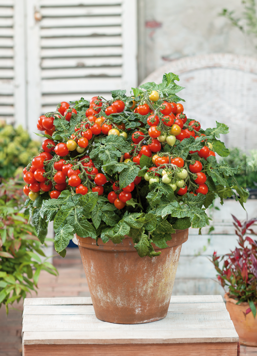 Tomato Tiny Tim - Seedling