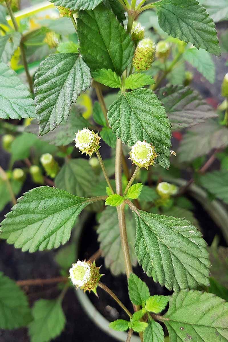 Aztec Sweet Bush - Seedling