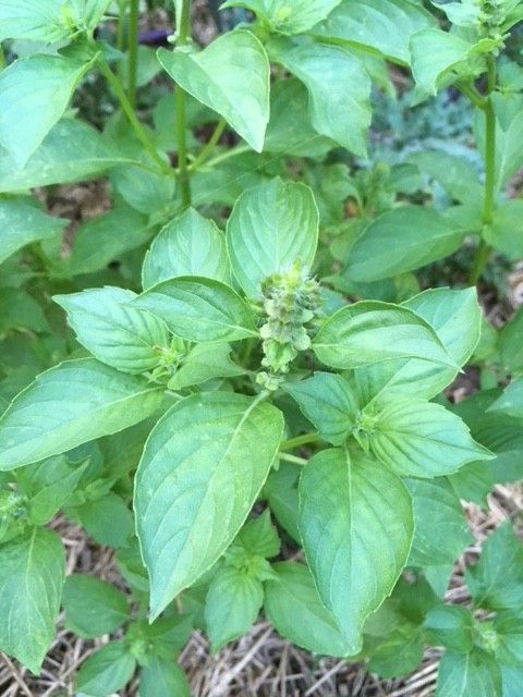 Basil Lemonade