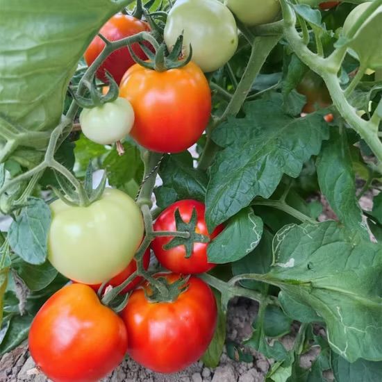 Tomato Diamanté F1 - Seedling 