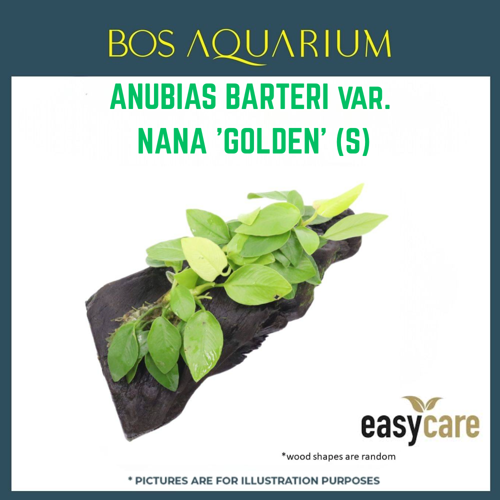 PLANT - ANUBIAS BARTERI VAR. NANA 'GOLDEN' (S)