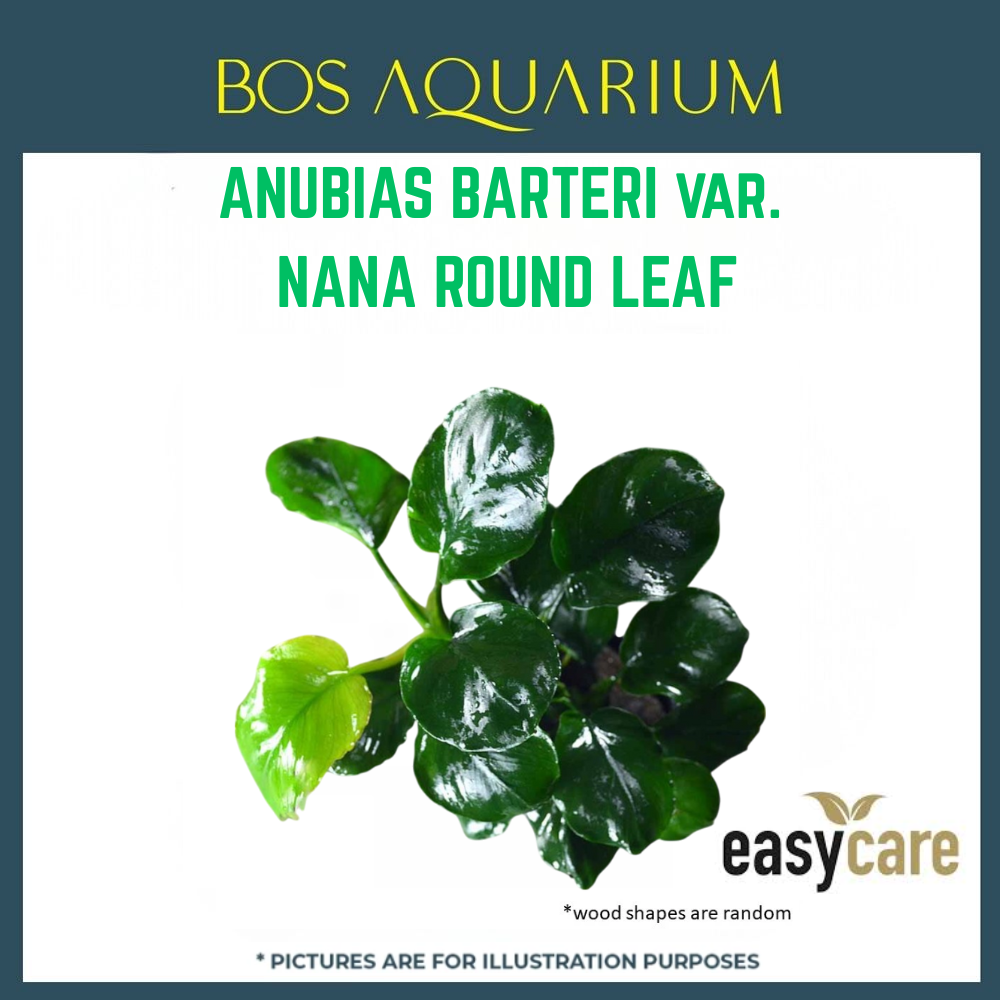 PLANT - ANUBIAS NANA ROUND LEAF