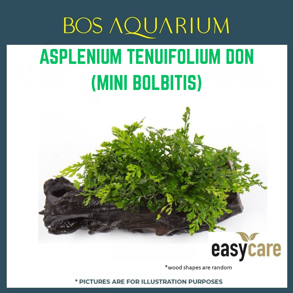 PLANT - ASPLENIUM TENUIFOLIUM DON(MINI BOLBITIS)