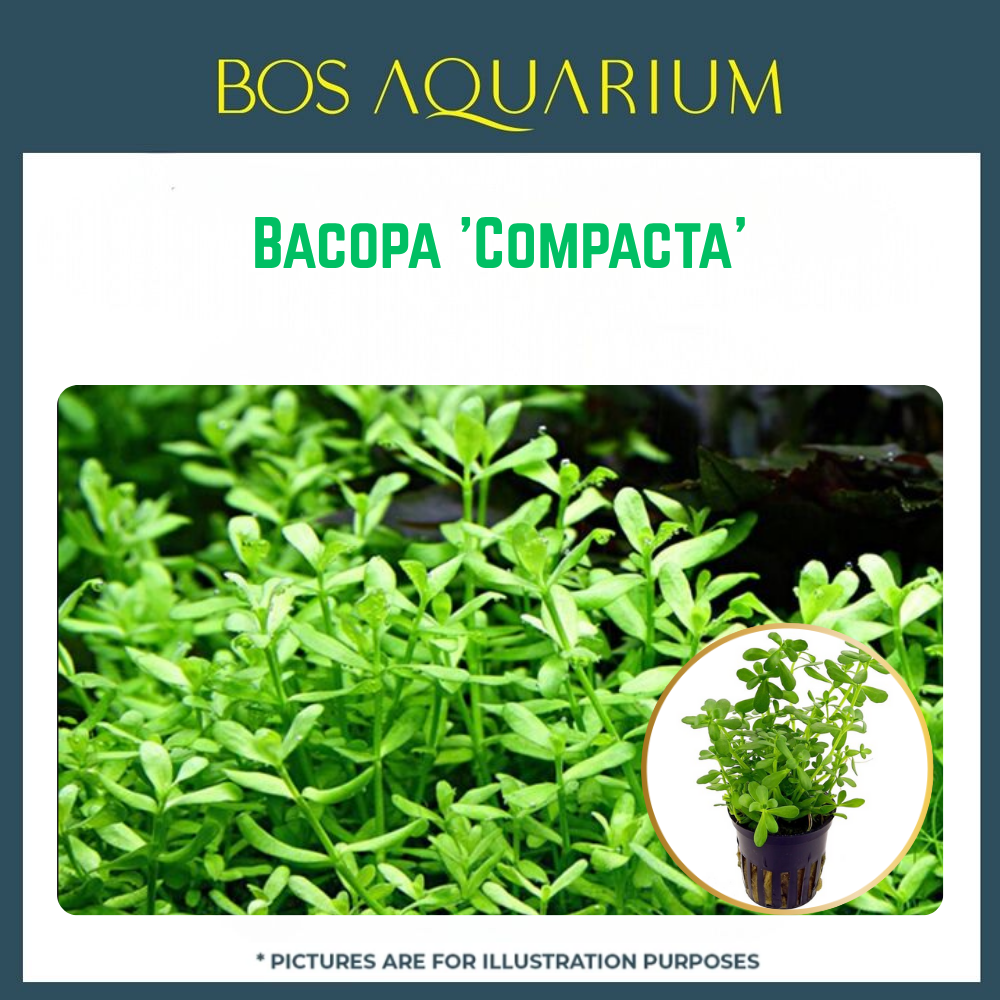 PLANT - Bacopa 'Compacta'