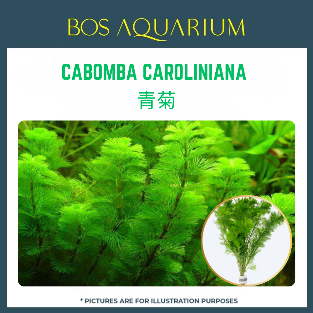 PLANT - CABOMBA CAROLINIANA 青菊