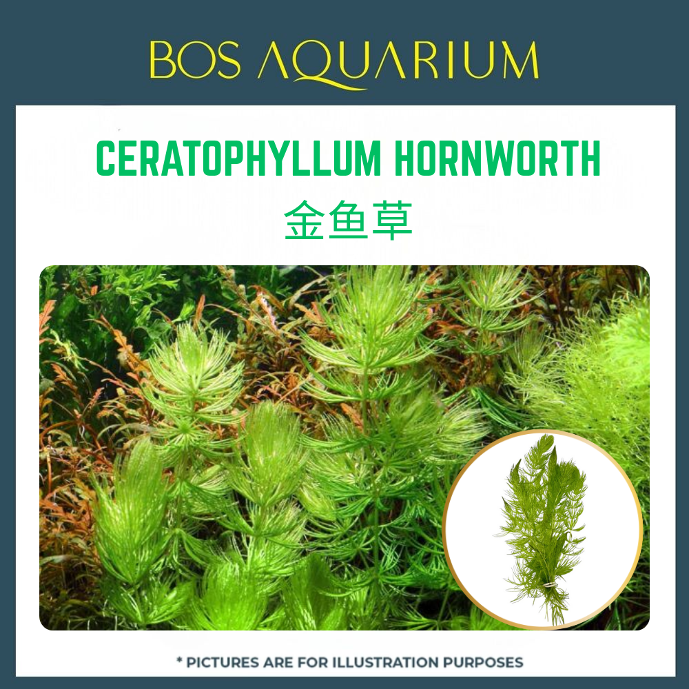 PLANT - CERATOPHYLLUM HORNWORTH