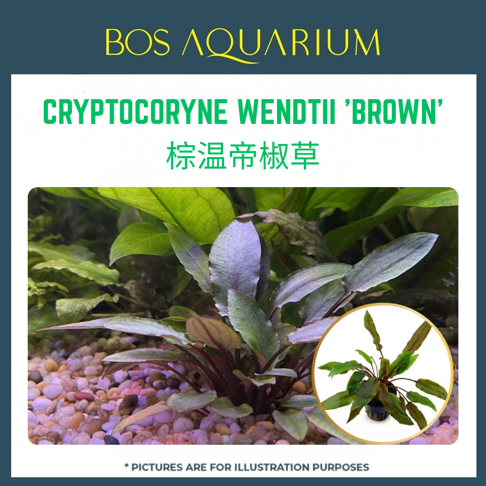 PLANT - CRYPTOCORYNE WENDTII 'BROWN' 棕温帝椒草