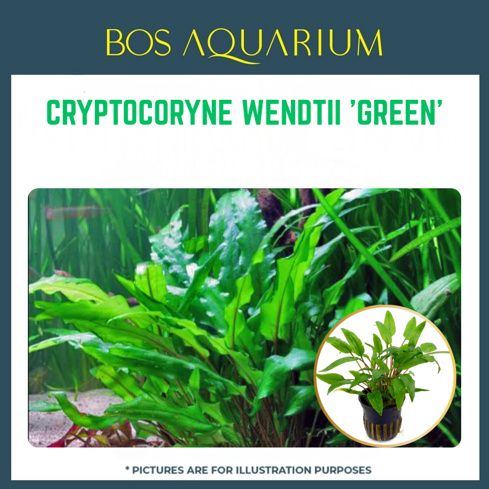 PLANT - CRYPTOCORYNE WENDTII 'GREEN'