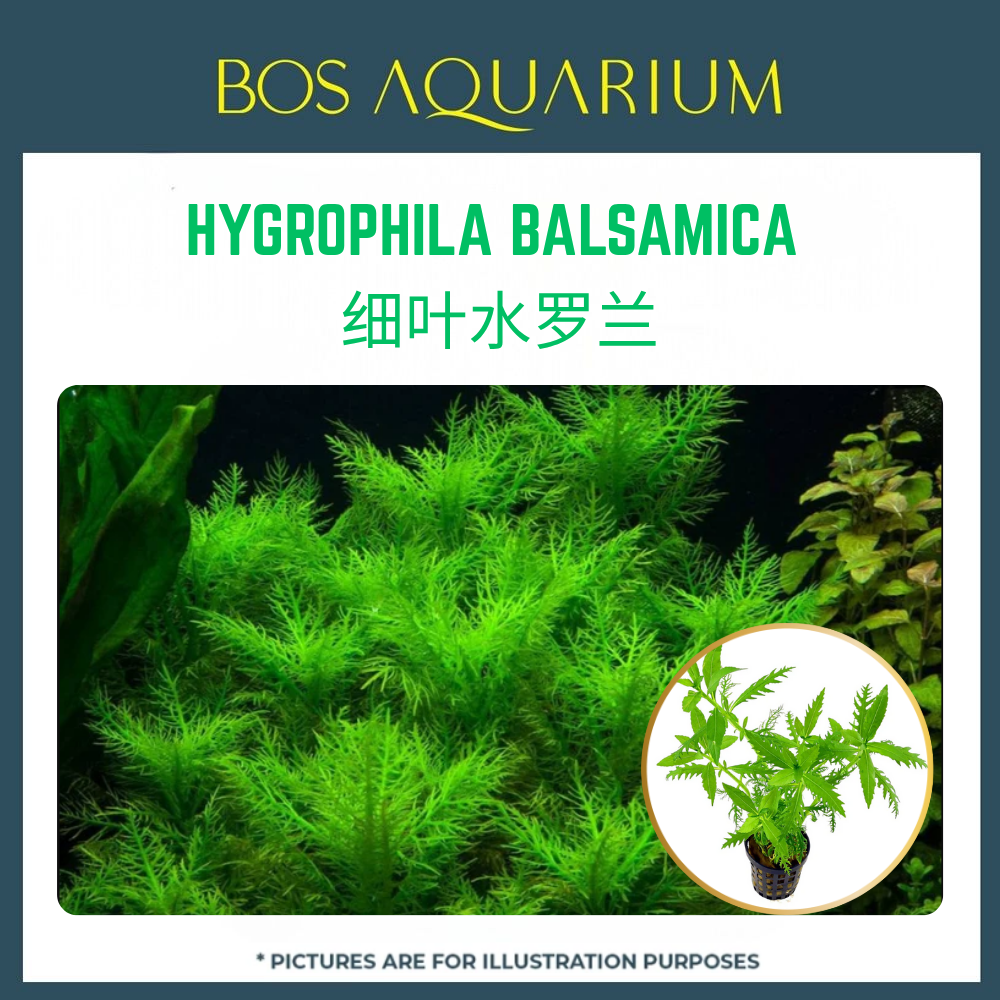PLANT - HYGROPHILA BALSAMICA 细叶水罗兰