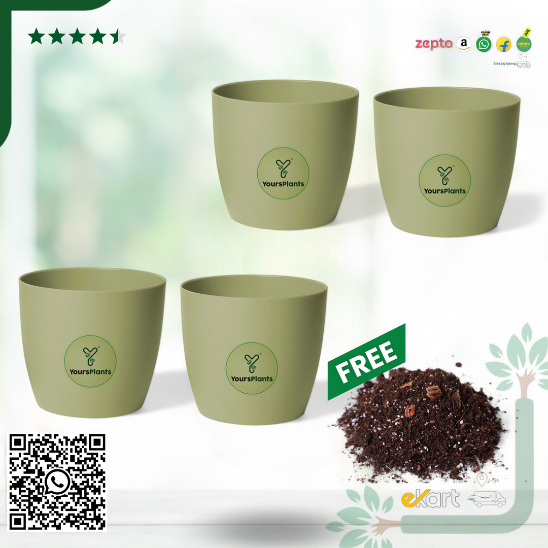 Olive Ronda 1110 Planter - Fits 4''Growser Pot Plants {Free Organic Pot Mix} Pack of 2