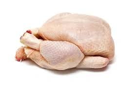 100 Poulets pondeuses 