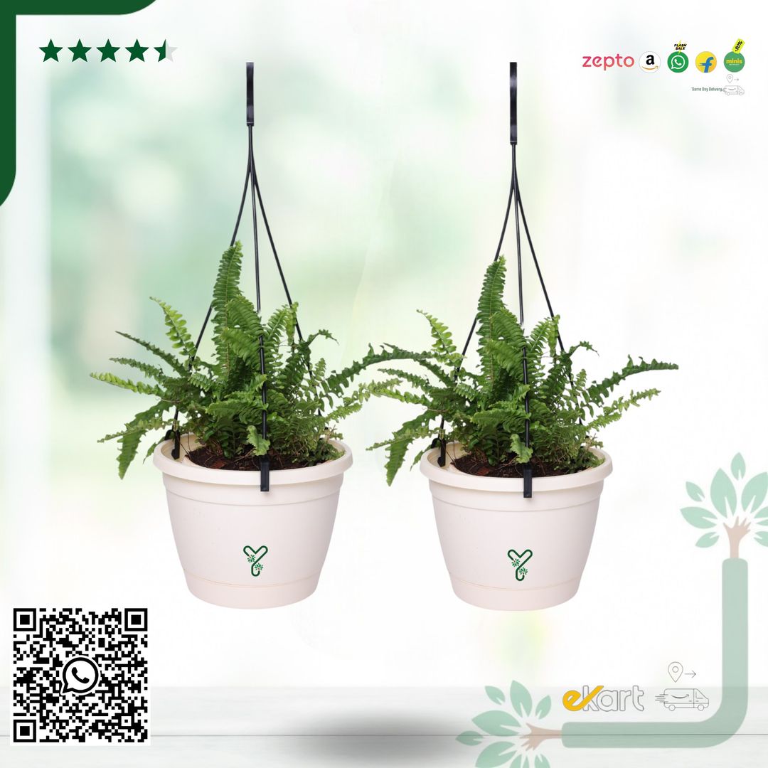 Ivory Hanging Self Watering Pot, 8inch, Vertical Hook & 12.5'' Chain | Pack of 2