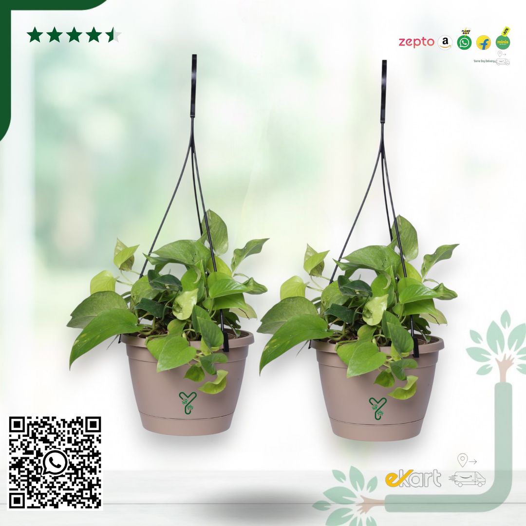 Rock Brown Hanging Self Watering Pot, 8inch, Vertical Hook & 12.5'' Chain | Pack of 2