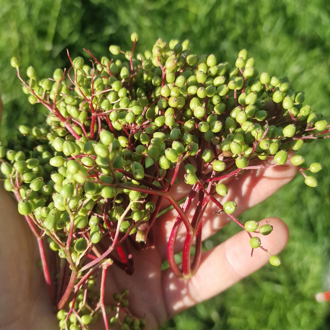 Groene vlierbessen / Green elderberries