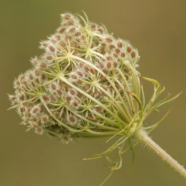 Wilde wortel zaden / Wild carrot seeds