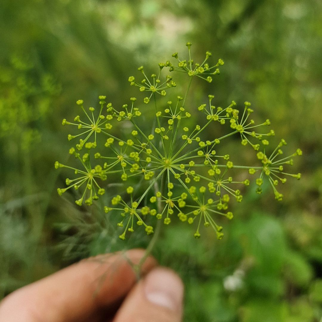 Dille schermen / Dill flowers 