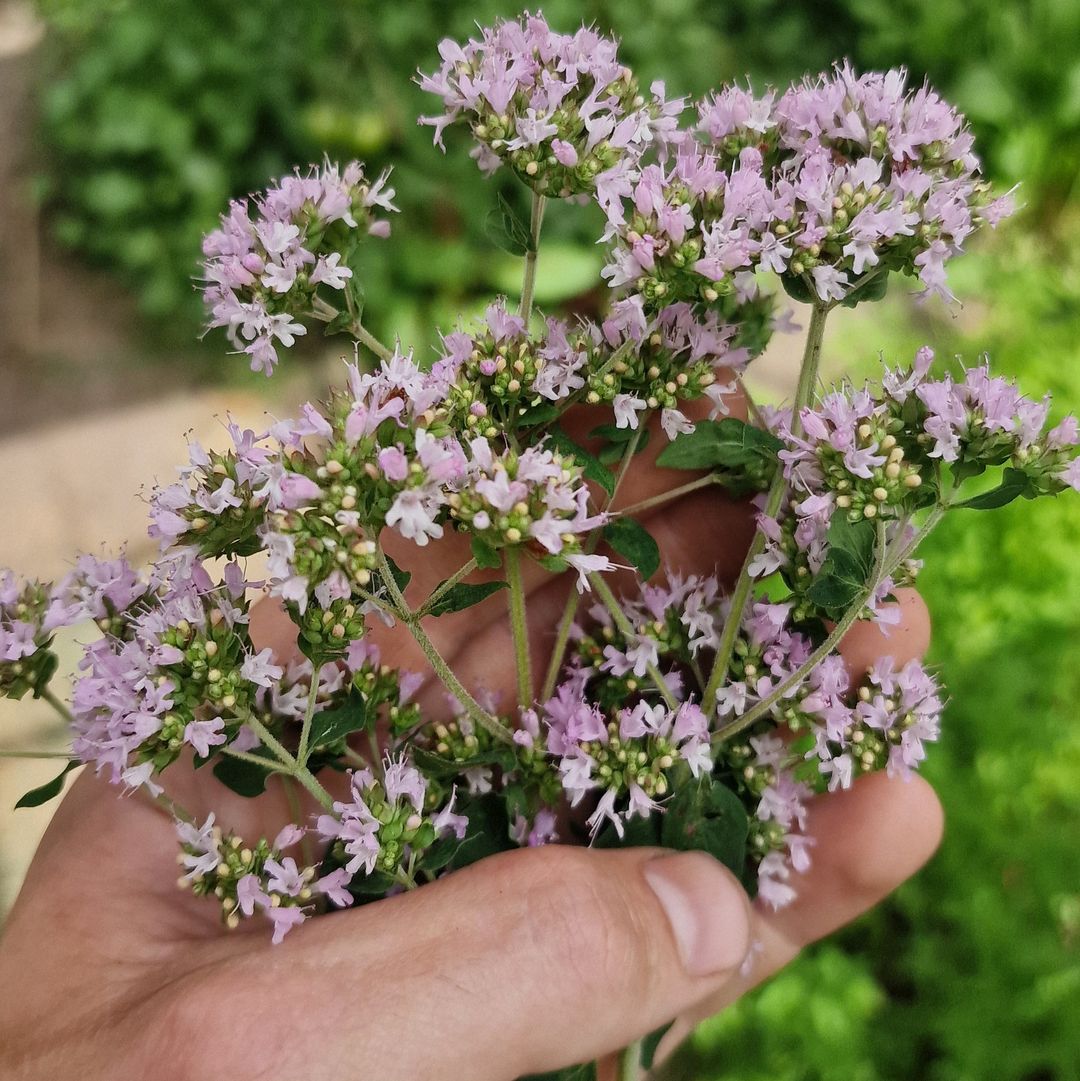 Marjoleinbloem / Wild oregano flowers 