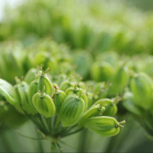 PREORDER  zaden / Hogweed seeds 