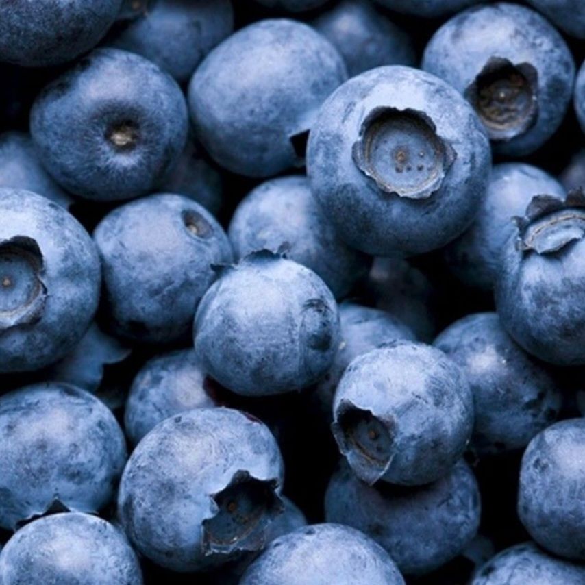 Blauwe bessen/ Blueberries 