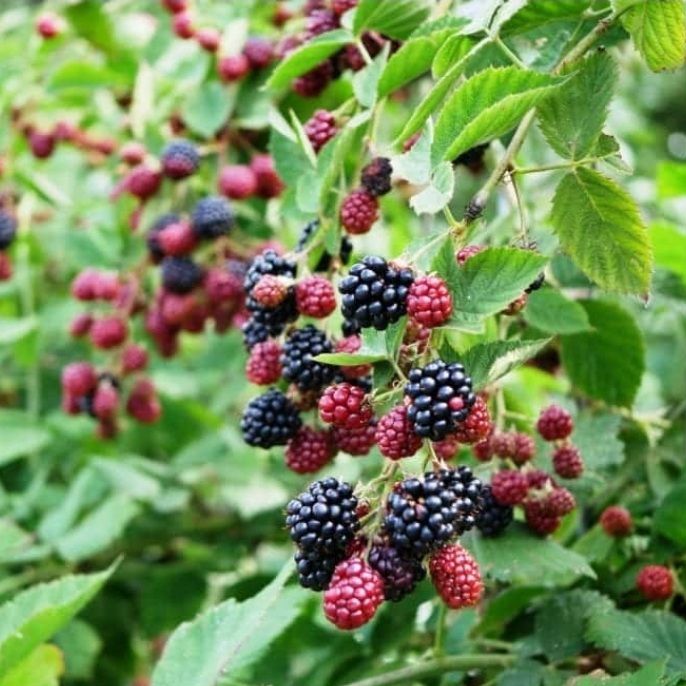 Wilde bramen / Wild blackberry 