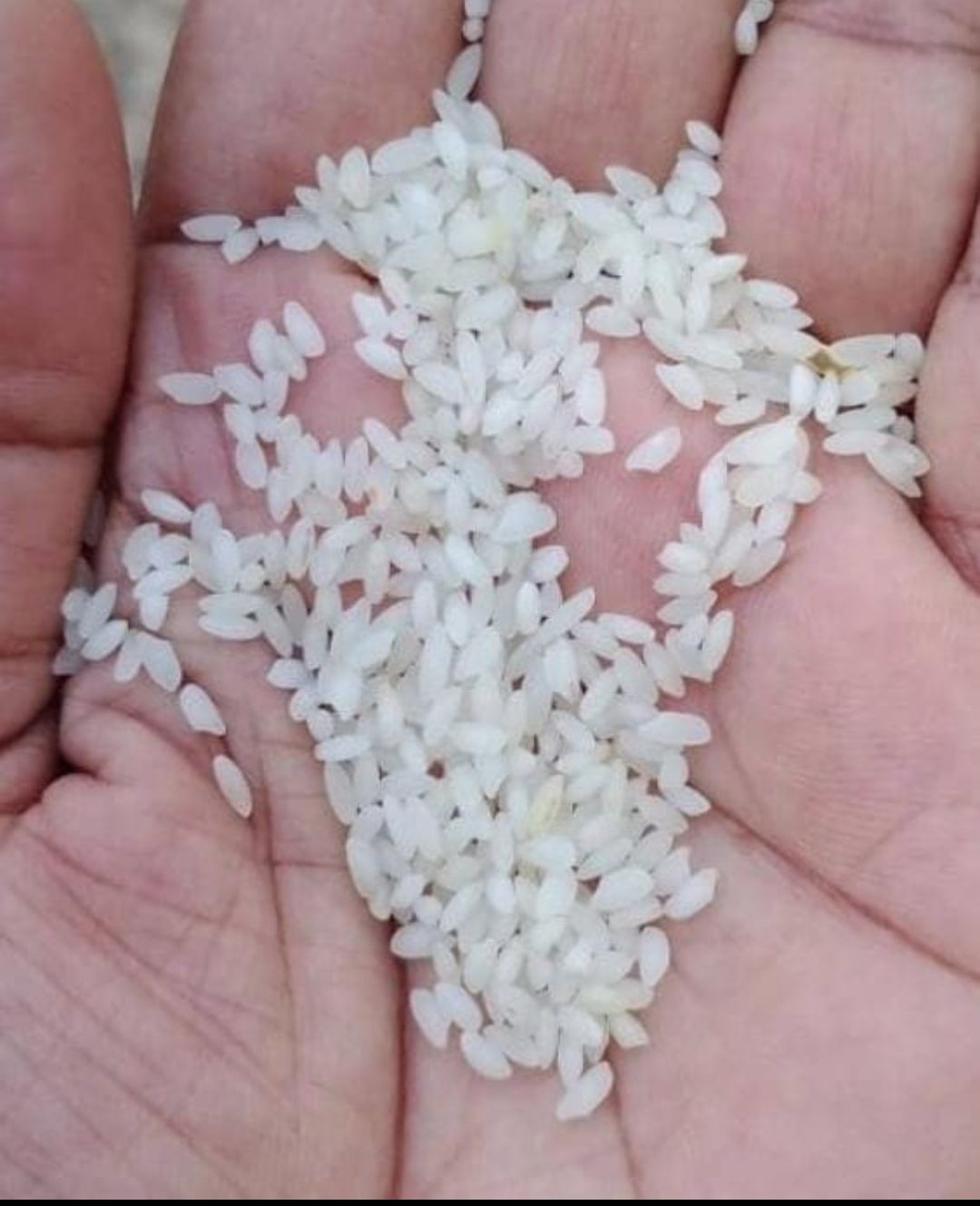 CHITTI MUTHAYALU OR SEERAGA SAMBA RICE 1 KG