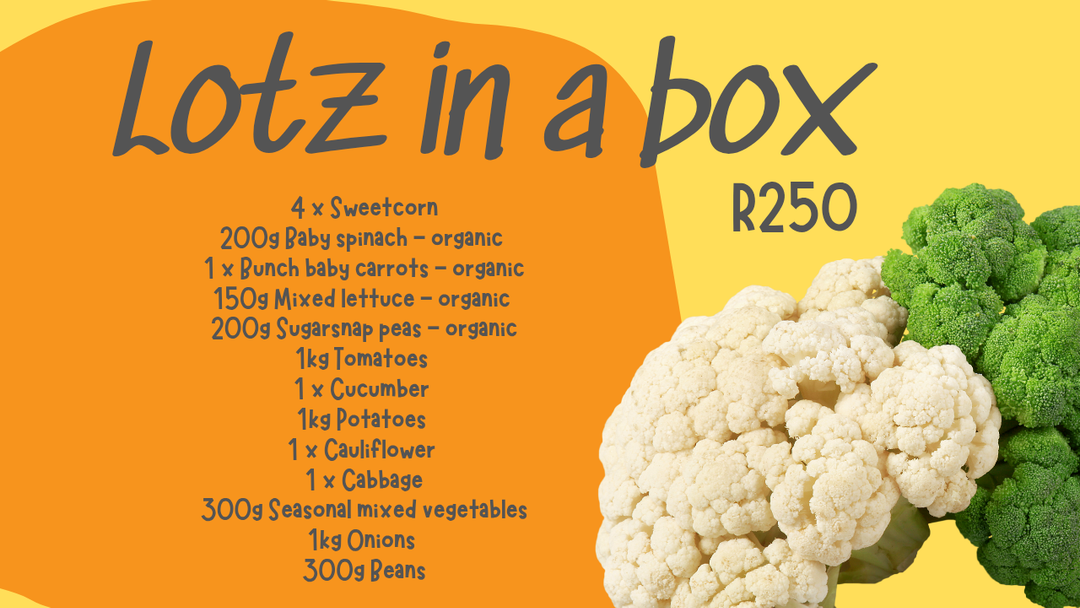 LOTZ IN A BOX