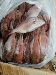 Carton de carpe rouge 20kg