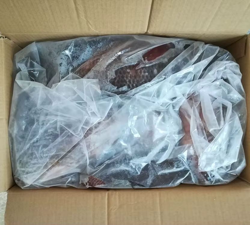 Carton de tilapia 500-80010kg
