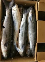 Carton de mulet 20kg 