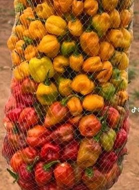 Habanero Hot pepper(1kG)