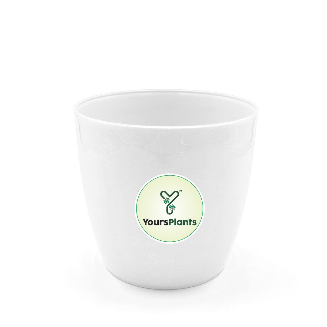 Large Planters with Wheels | 12Inch Planter | White 
