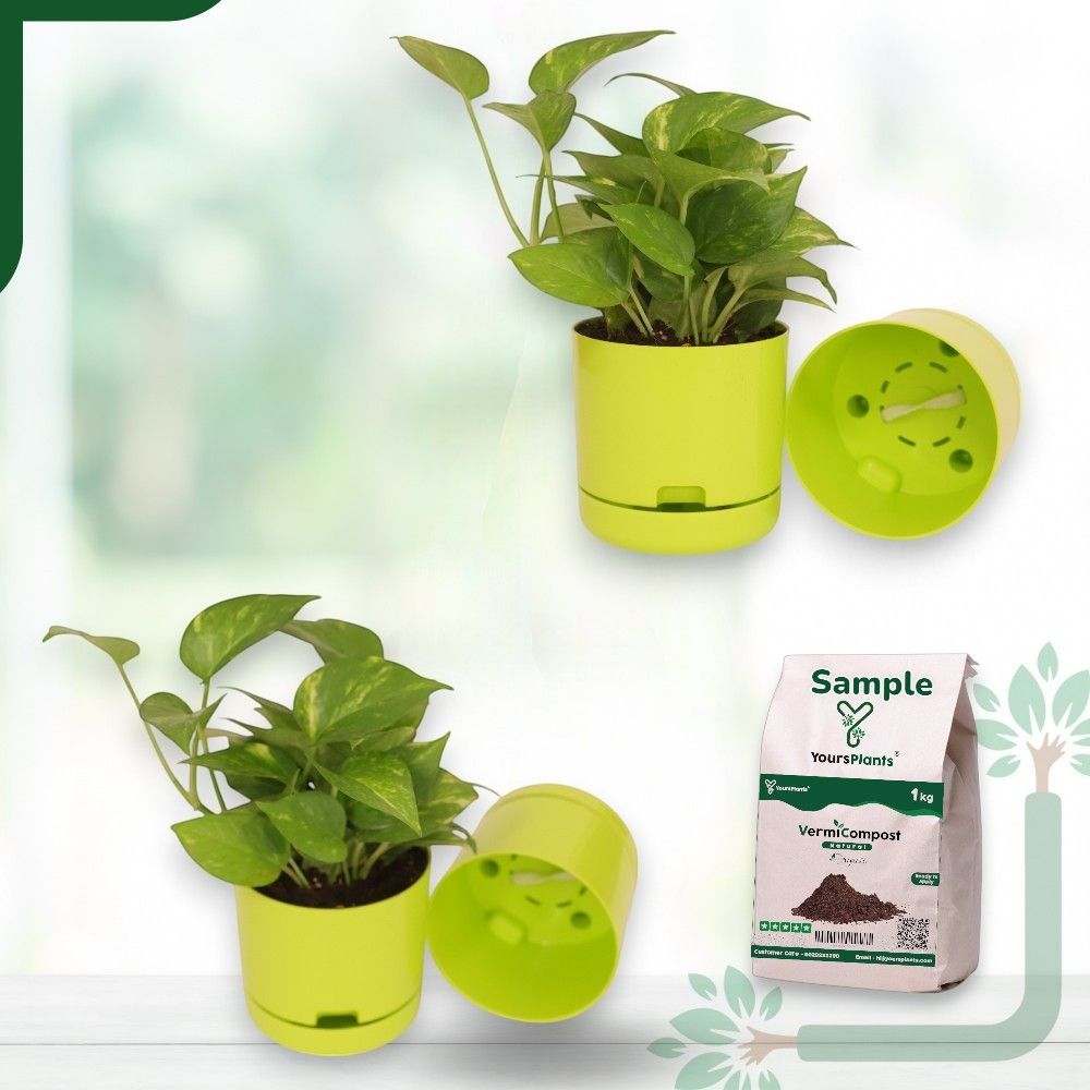 Green | Bloom9 Self-Watering Pot | 5-Inch | {Free 1kg Organic Pot Mix} | Pack of 4