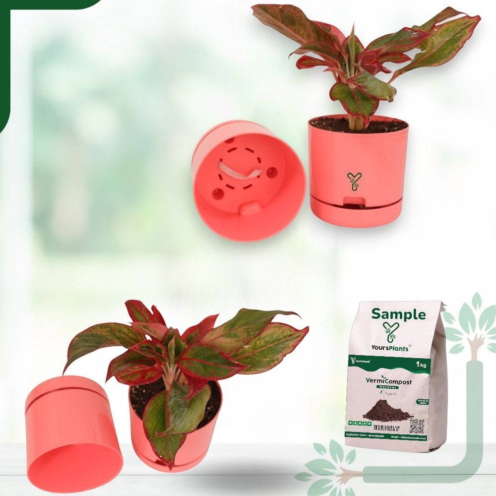 Peach | Bloom9 Self-Watering Pot | 5-Inch | {Free 1kg Organic Pot Mix} | Pack of 4