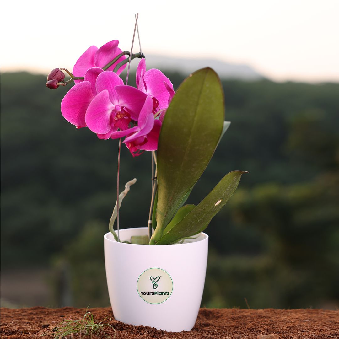  Purple Phalaenopsis Orchids – The Epitome of Grace and Beauty for Your Home